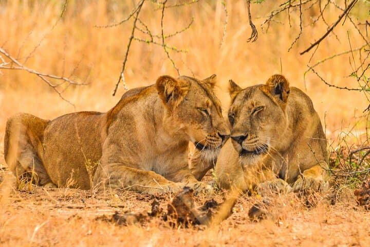 12-Day Super Luxury Gorilla, Chimp & Wildlife Safari from Entebbe photo 3