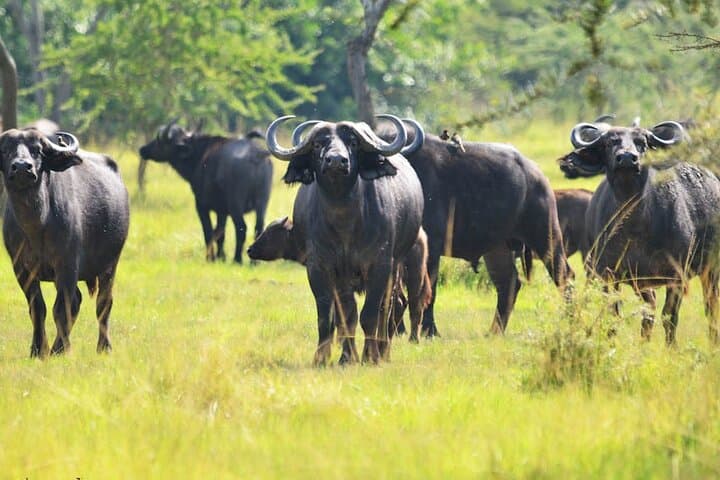 12-Day Super Luxury Gorilla, Chimp & Wildlife Safari from Entebbe photo 4