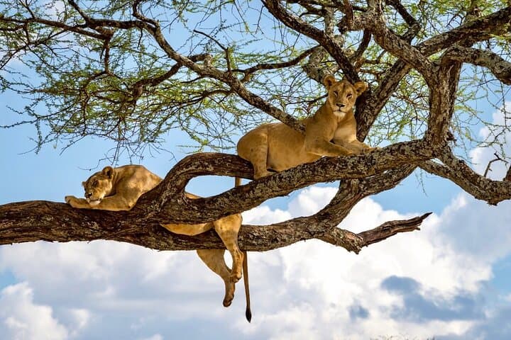 5-Day Northern Tanzania Safari: Tarangire, Serengeti, Ngorongoro & Lake Manyara photo 6