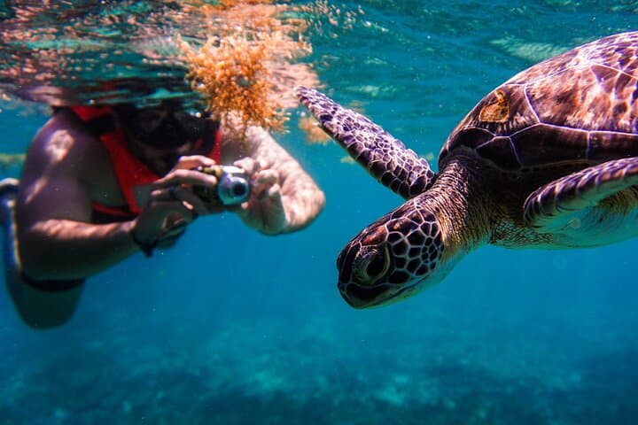 Snorkel with Sea Turtles and Explore Cenotes: Half-Day Riviera Maya Adventure