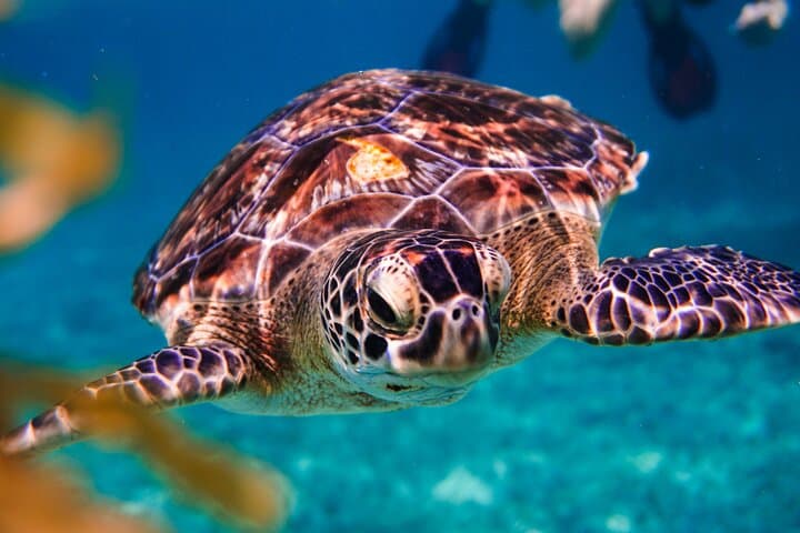 Snorkel with Sea Turtles and Explore Cenotes: Half-Day Riviera Maya Adventure photo 5