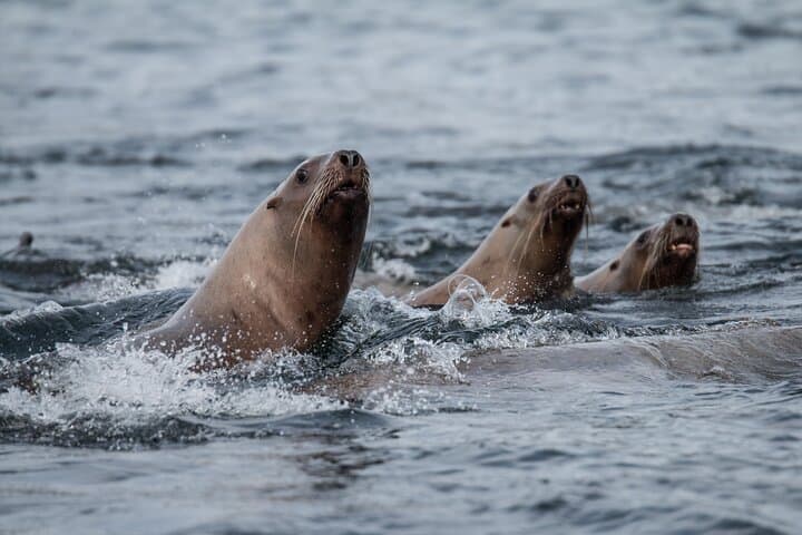 Sitka 2-Hour Private Marine Wildlife Tour — Whale Watching in Sitka Sound photo 4