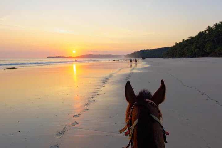 Palomino Horseback Riding Tour — Beach Horseback Rides at Sunrise & Sunset photo 4