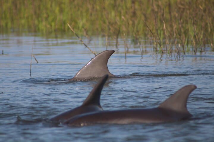 Folly Beach Eco Boat Excursion & Morris Island Drop-Off — Dolphin Watching Near Charleston photo 2