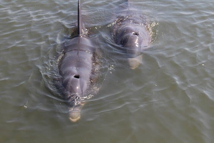 Folly Beach Eco Boat Excursion & Morris Island Drop-Off — Dolphin Watching Near Charleston photo 5