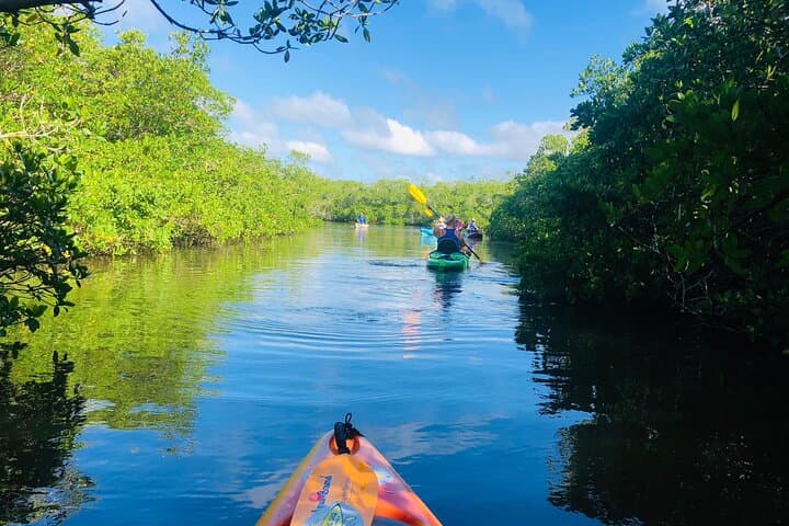 Siesta Key Guided Eco Kayak Tour — Manatees, Mangroves & Hidden Beach photo 2