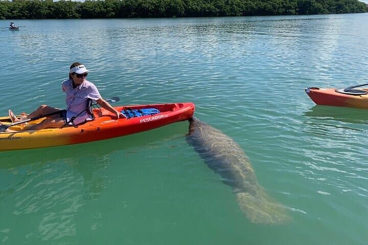 Siesta Key Guided Eco Kayak Tour — Manatees, Mangroves & Hidden Beach photo 4