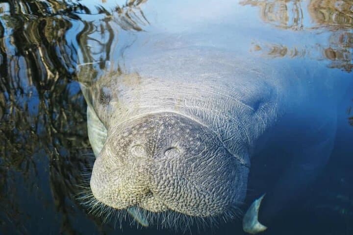Siesta Key Guided Eco Kayak Tour — Manatees, Mangroves & Hidden Beach photo 5