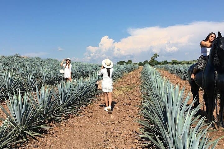 One-Day Tequila Adventure: José Cuervo Distillery, Agave Fields & Extreme Swing photo 2