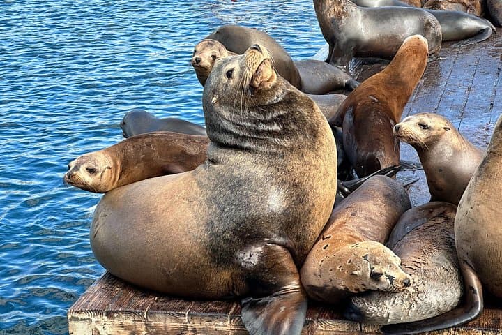 Glass Bottom Boat Ride in Redondo Beach — King Harbor Marine Wildlife Tour photo 4