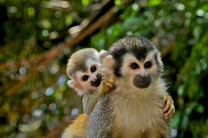 Gatun Lake & Pipeline Road: Guided Jungle Cruise and Soberanía Hike from Panama City