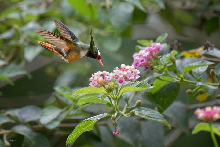 Esquipulas Rainforest Private Birding Tour — 4‑Hour Customizable Quepos Birdwatching photo 6
