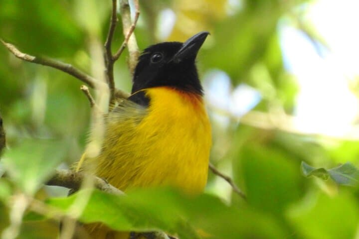 Birding South of Mexico: Sian Ka'an to Calakmul 4-Day Birdwatching Tour