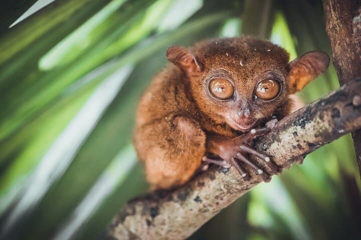 Full-Day Bohol Countryside Tour from Cebu — Chocolate Hills, Tarsiers & Loboc River Cruise photo 4