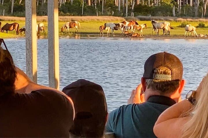 Sunset Wildlife Cruise Along Assateague & Chincoteague Island photo 3