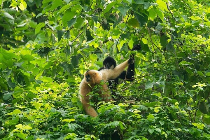 Cuc Phuong National Park Day Trek: Jungle Hike, Cave of Early Man & Primate Rescue photo 2