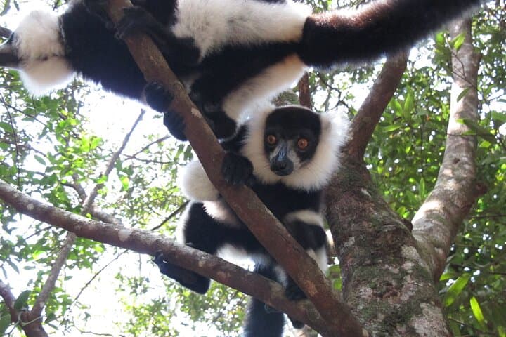 9-Day East Madagascar Wildlife & Island Escape: Andasibe, Palmarium & Sainte Marie photo 2
