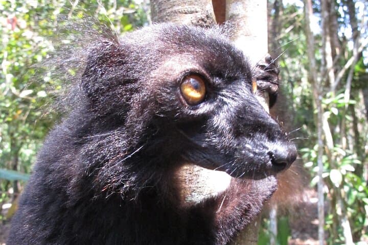 9-Day East Madagascar Wildlife & Island Escape: Andasibe, Palmarium & Sainte Marie photo 4
