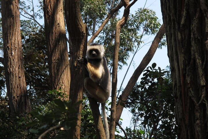 9-Day East Madagascar Wildlife & Island Escape: Andasibe, Palmarium & Sainte Marie photo 3