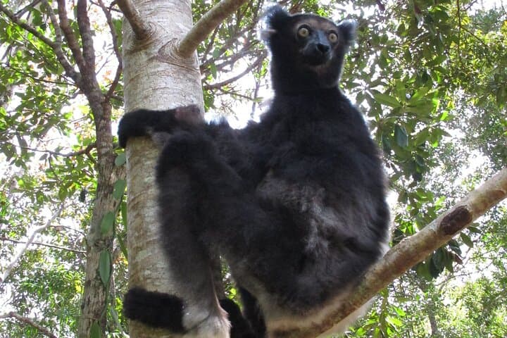 9-Day East Madagascar Wildlife & Island Escape: Andasibe, Palmarium & Sainte Marie photo 5