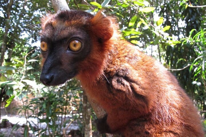 9-Day East Madagascar Wildlife & Island Escape: Andasibe, Palmarium & Sainte Marie photo 6