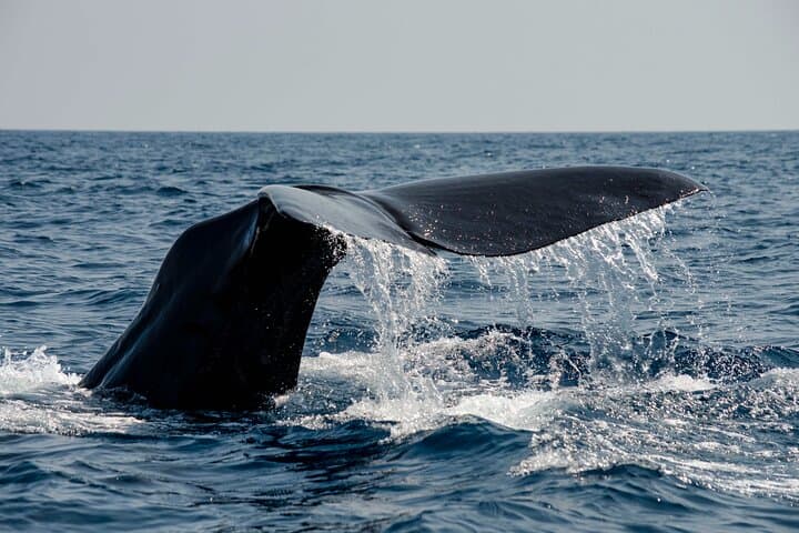 Bleik Canyon RIB Whale Safari — Puffins, Sperm Whales & Morning Muffins (Andøy)