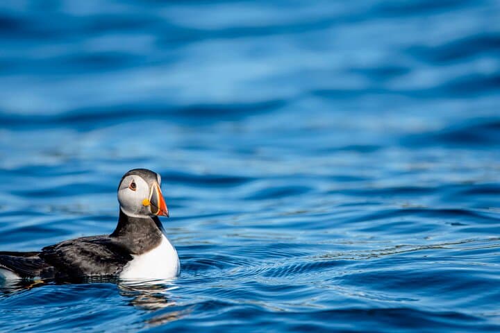 Bleik Canyon RIB Whale Safari — Puffins, Sperm Whales & Morning Muffins (Andøy) photo 4