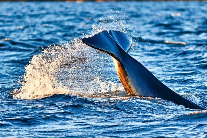 Bleik Canyon RIB Whale Safari — Puffins, Sperm Whales & Morning Muffins (Andøy) photo 3