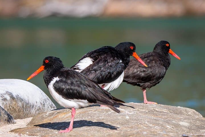 Pambula River Kayaking Tour: Birdwatching, Oyster Farms & Morning Tea photo 2