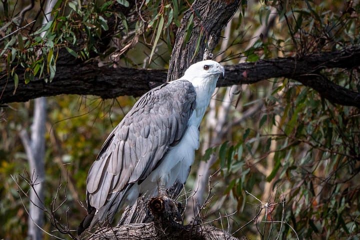 Pambula River Kayaking Tour: Birdwatching, Oyster Farms & Morning Tea photo 4