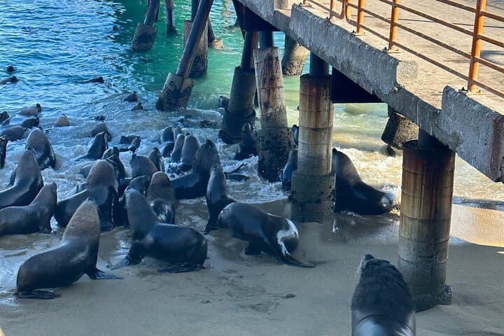 Valparaíso & Viña del Mar Day Tour: Vineyard Tasting, Sea Lions and Coastal Boat Ride photo 6