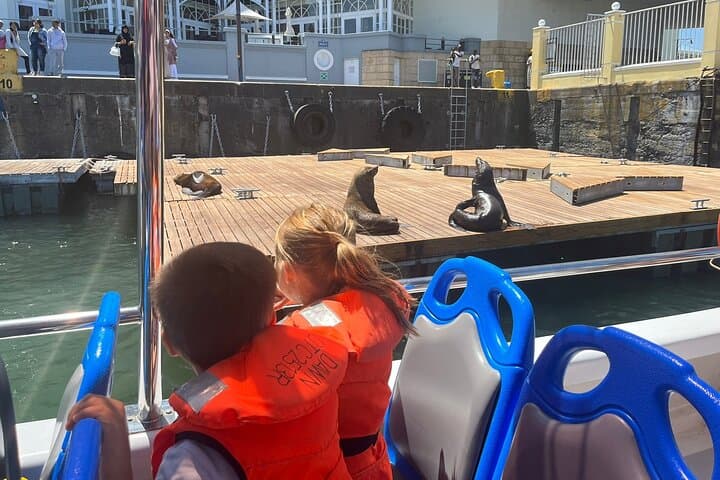 30-Minute Harbour Cruise in Cape Town — Table Mountain Views & Seal Sightings photo 3