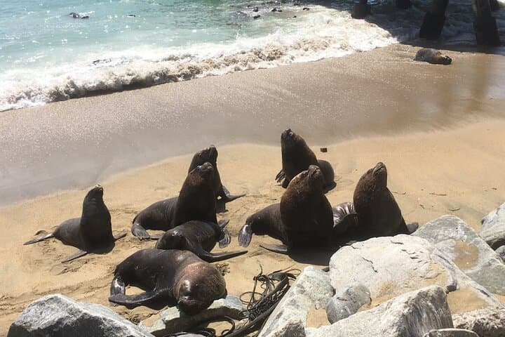Valparaíso & Viña del Mar Day Tour: Vineyard Tasting, Sea Lions and Coastal Boat Ride photo 2