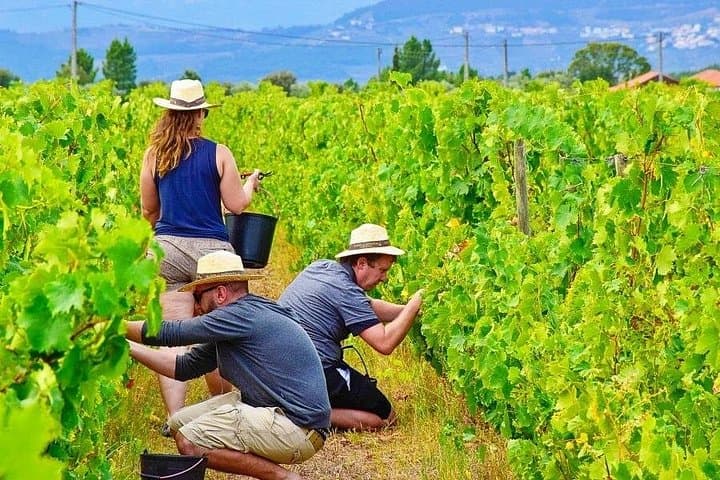 Douro Valley Harvest Experience: From Vine to Wine Day Tour from Porto