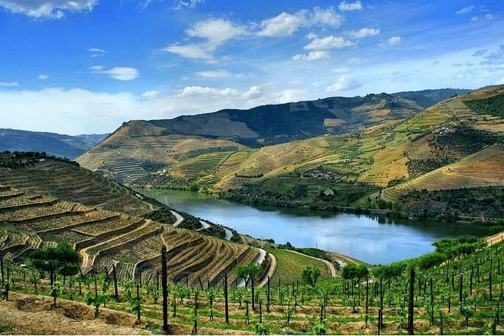 Douro Valley Harvest Experience: From Vine to Wine Day Tour from Porto photo 6