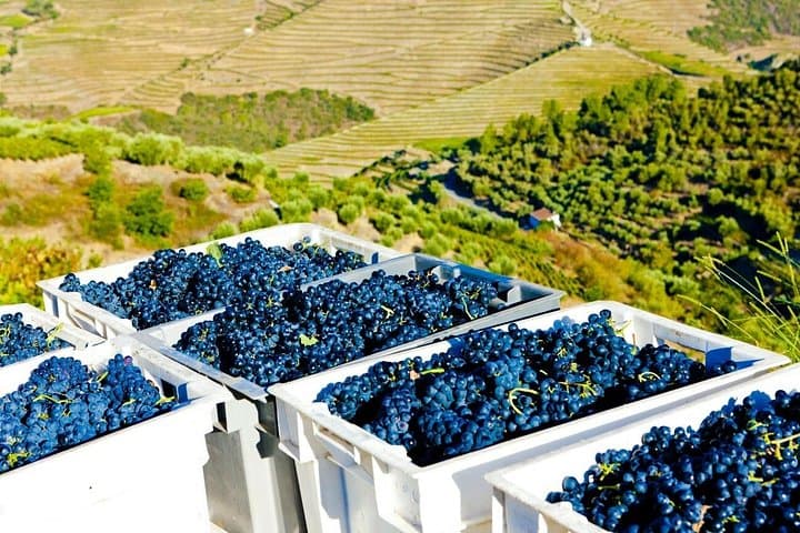 Douro Valley Harvest Experience: From Vine to Wine Day Tour from Porto photo 5