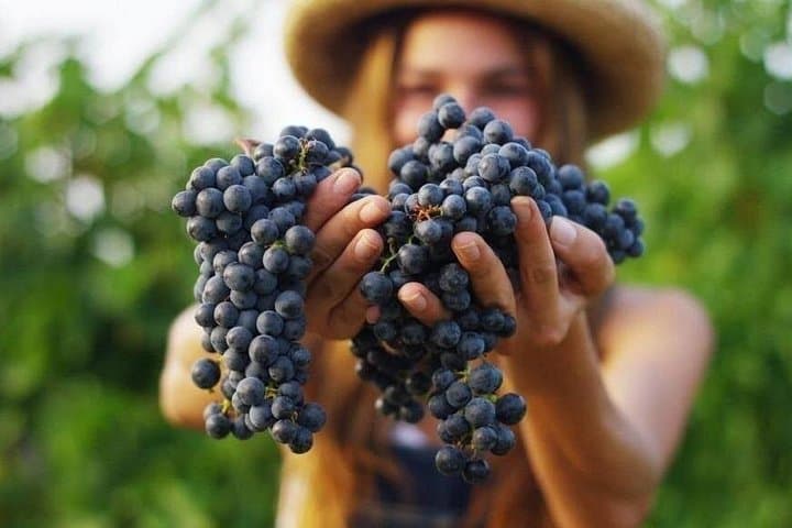 Douro Valley Harvest Experience: From Vine to Wine Day Tour from Porto photo 4