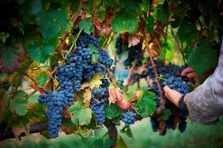 Douro Valley Harvest Experience: From Vine to Wine Day Tour from Porto photo 3