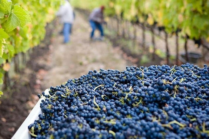 Douro Valley Harvest Experience: From Vine to Wine Day Tour from Porto photo 2
