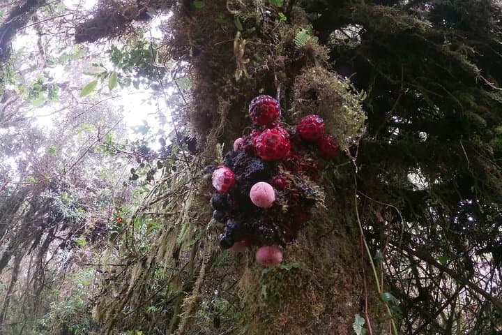 Trek to Martínez Refuge on Tungurahua: Full-Day Hike from Baños photo 5