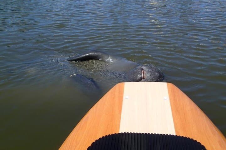 Paddle with Dolphins and Manatees: Merritt Island Nature Kayak Tour