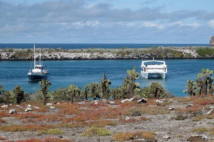 Walk with Land Iguanas & Snorkel Punta Carrion — South Plazas Day Tour, Galápagos photo 1