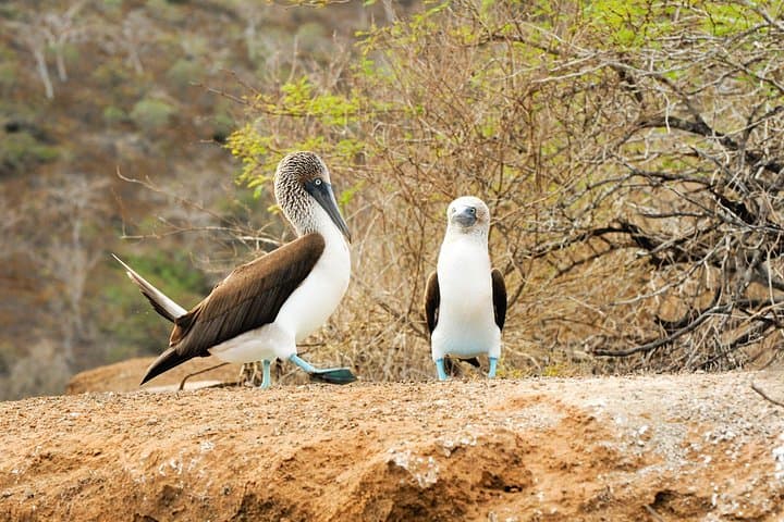 Walk with Land Iguanas & Snorkel Punta Carrion — South Plazas Day Tour, Galápagos photo 4