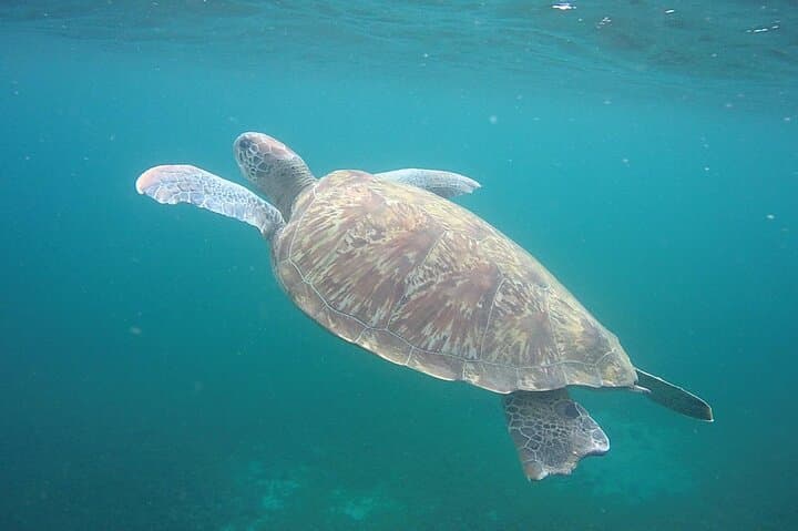 Snorkeling with Sea Turtles: Anses-d'Arlet & Diamond Rock Boat Excursion, Martinique photo 2