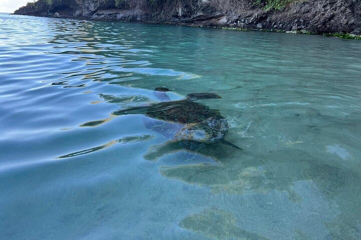 Snorkeling with Sea Turtles: Anses-d'Arlet & Diamond Rock Boat Excursion, Martinique photo 3
