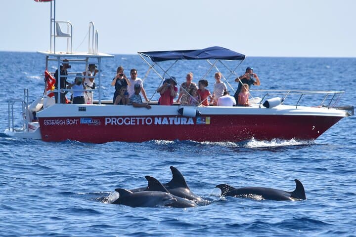 Alghero Dolphin Watching & Guided Snorkeling: Marine Research Day Trip