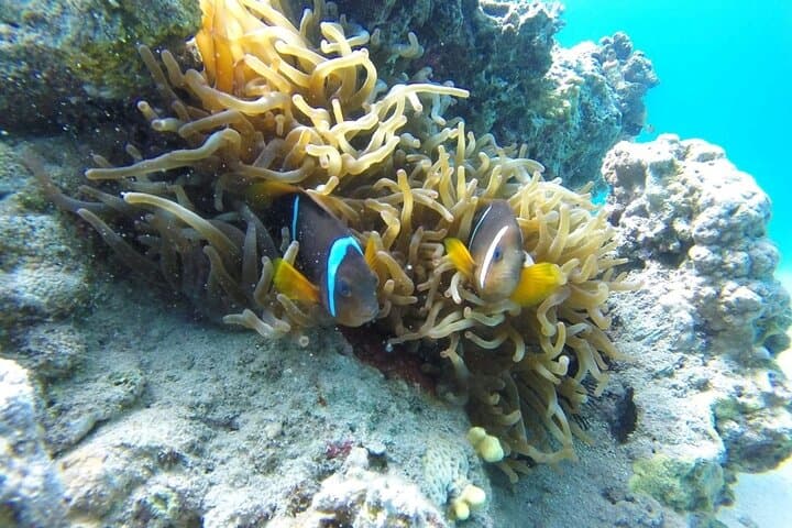 Red Sea Snorkel: Aqaba Beach Snorkeling Trip with Hotel Pickup photo 4