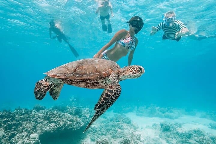 Oahu Circle Island Full-Day Tour: Halona Blowhole, Turtle Beach & North Shore Eats photo 4