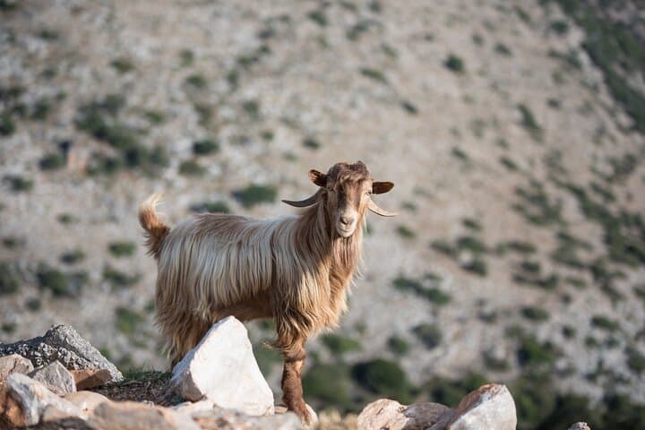 Lasithi Plateau Olive Oil & Windmills Day Tour from Elounda photo 2