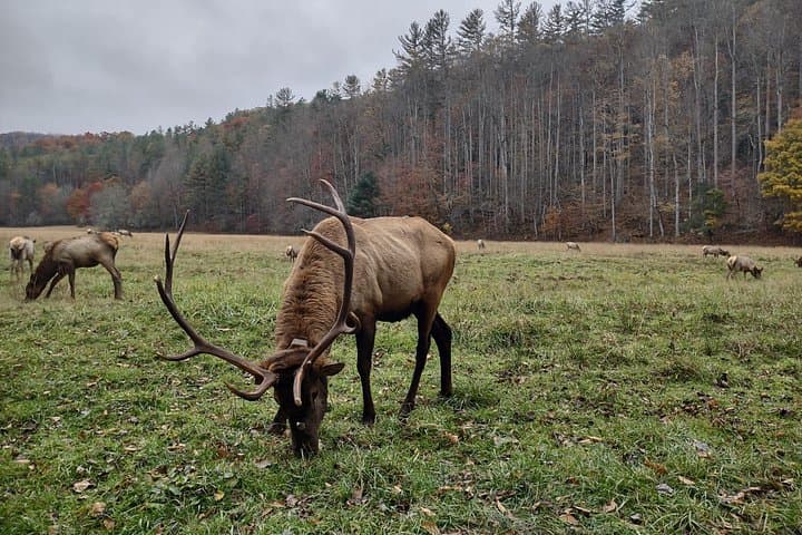 Maggie Valley UTV Elk Eco Adventure: 3–3.5 Hour Off-Road Tour photo 6